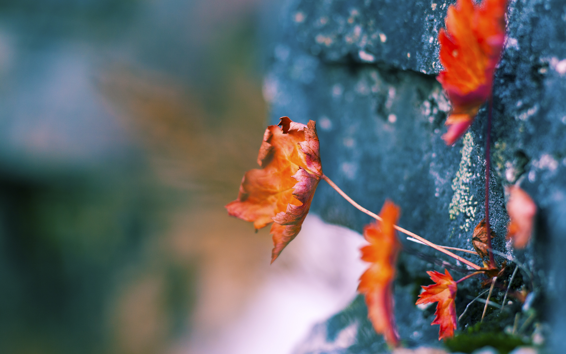 开云网页版登录入口-_旗帜飘扬的运动会：传递体育精神_，运动会传承的精神