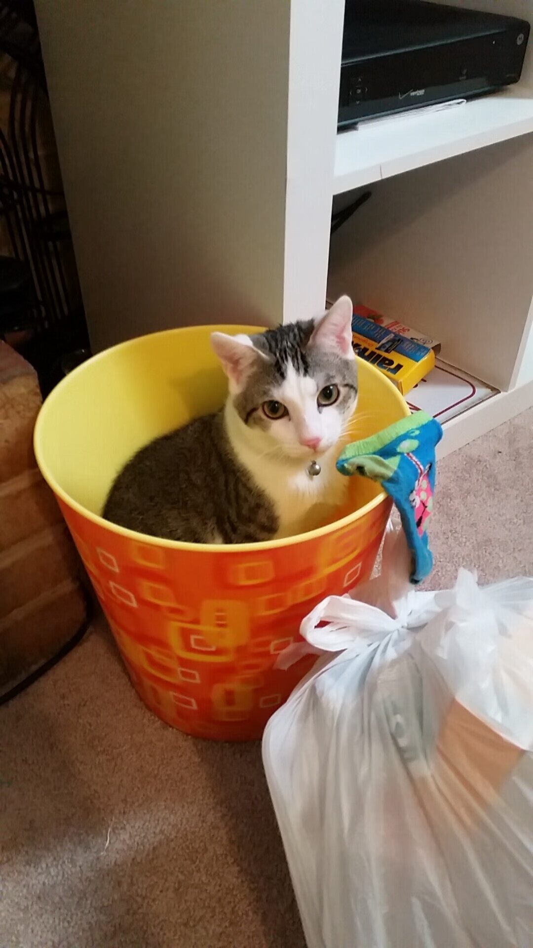 kaiyun登录入口-_森林狼迎来强势反弹，士气大振_，森林狼dieng