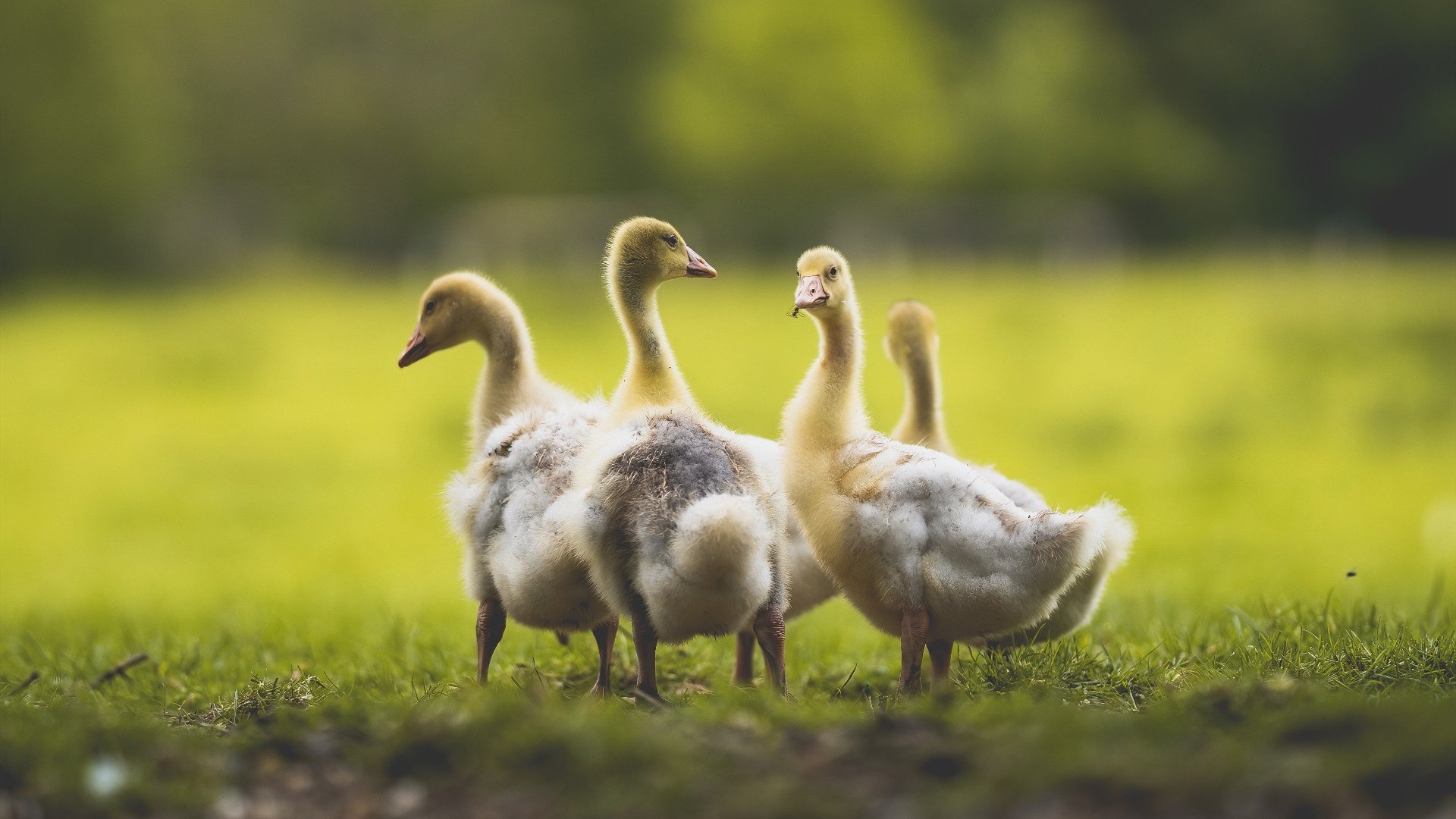 《虚拟主播与电竞：新兴娱乐生态的双赢合作》，虚拟主播有什么意义