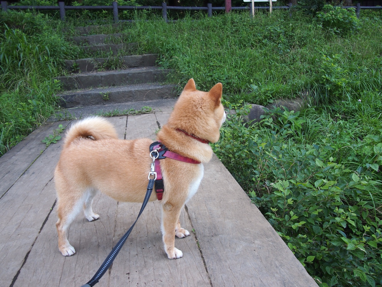 KAIYUN 中国大陆-世界水球冠军杯：水中角逐的激烈竞争，水球冠军赛