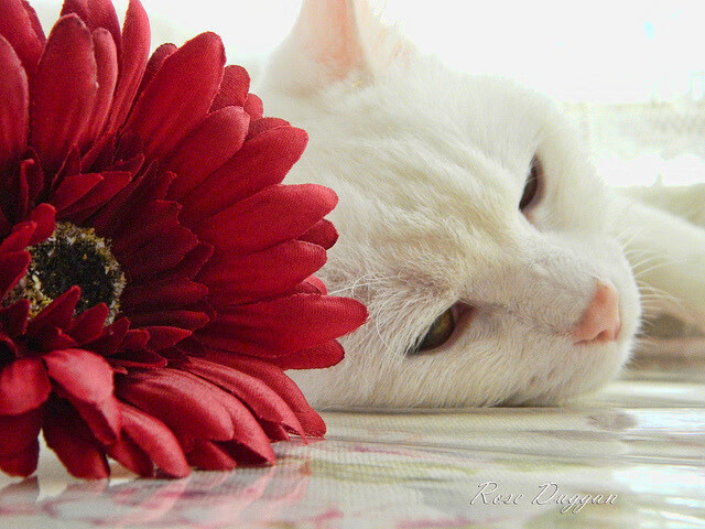 开云网页版登录入口-中国象棋协会发布象棋教练员培训计划，2020象棋教练员资格证怎么拿