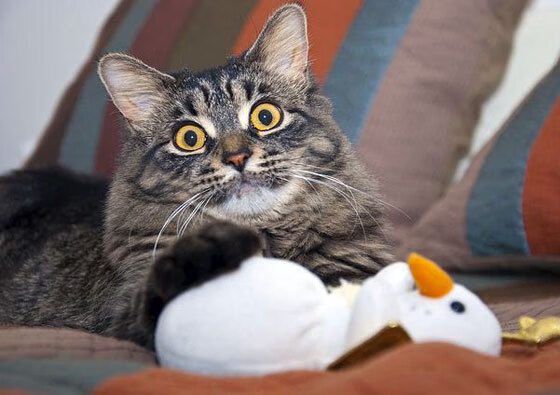 摩洛哥队在巴黎奥运会男足比赛中以2-1战胜阿根廷，摩洛哥足球纯粹