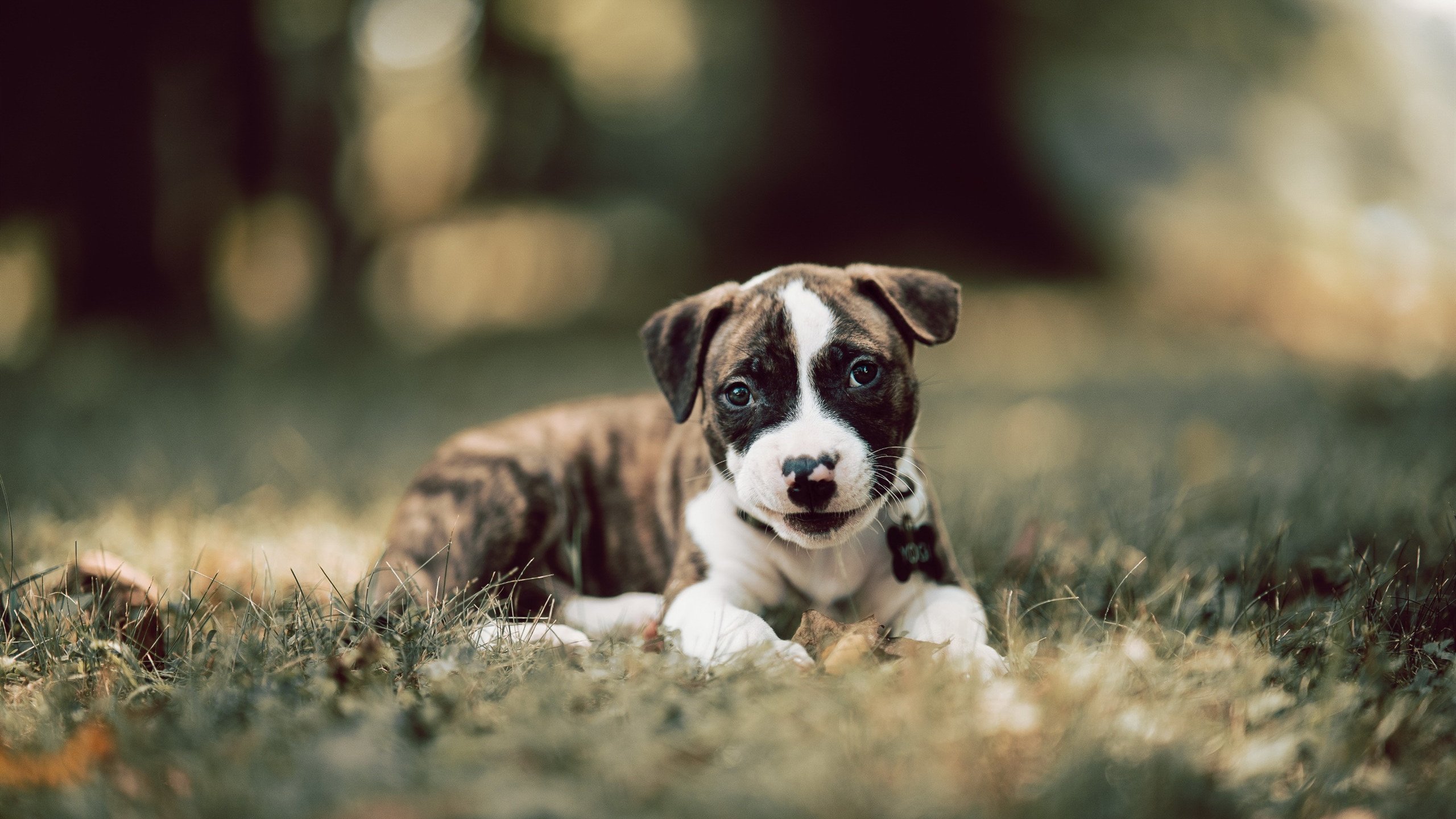 王者荣耀梦想之星赛事,年轻玩家崭露头角,王者荣耀梦想舞台怎么获得