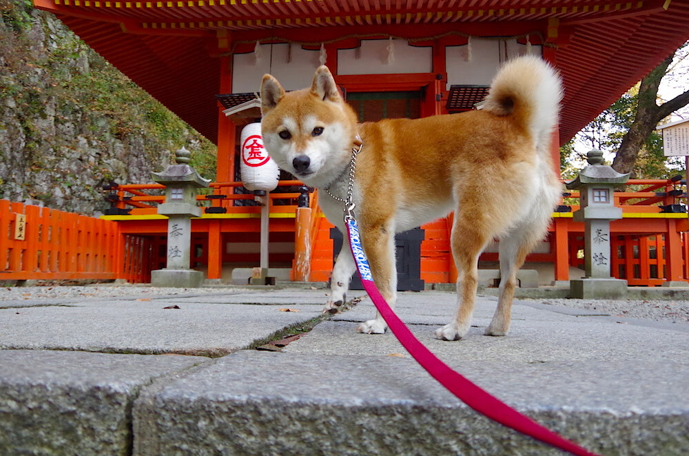 球场冲突:暴力事件背后的原因分析,足球场暴力冲突