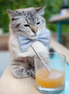 美国马术协会与非洲马术协会开展技术援助项目,提升当地水平。