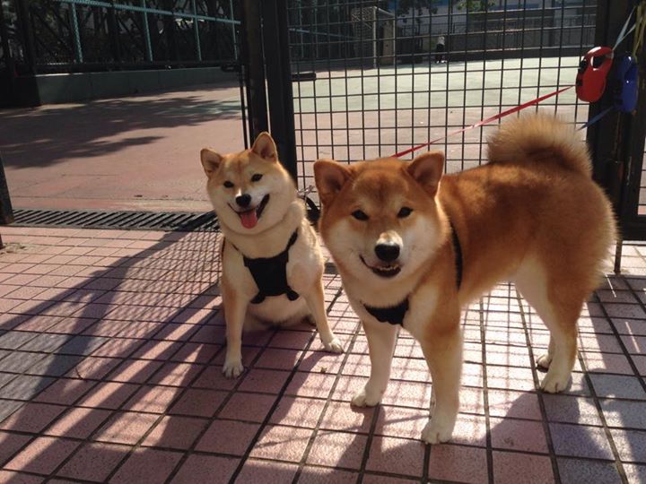 开云·Kaiyun网页版-青少年足球“智慧培养”模式在全国推广，科技助力成效显著，青少年足球信息管理系统