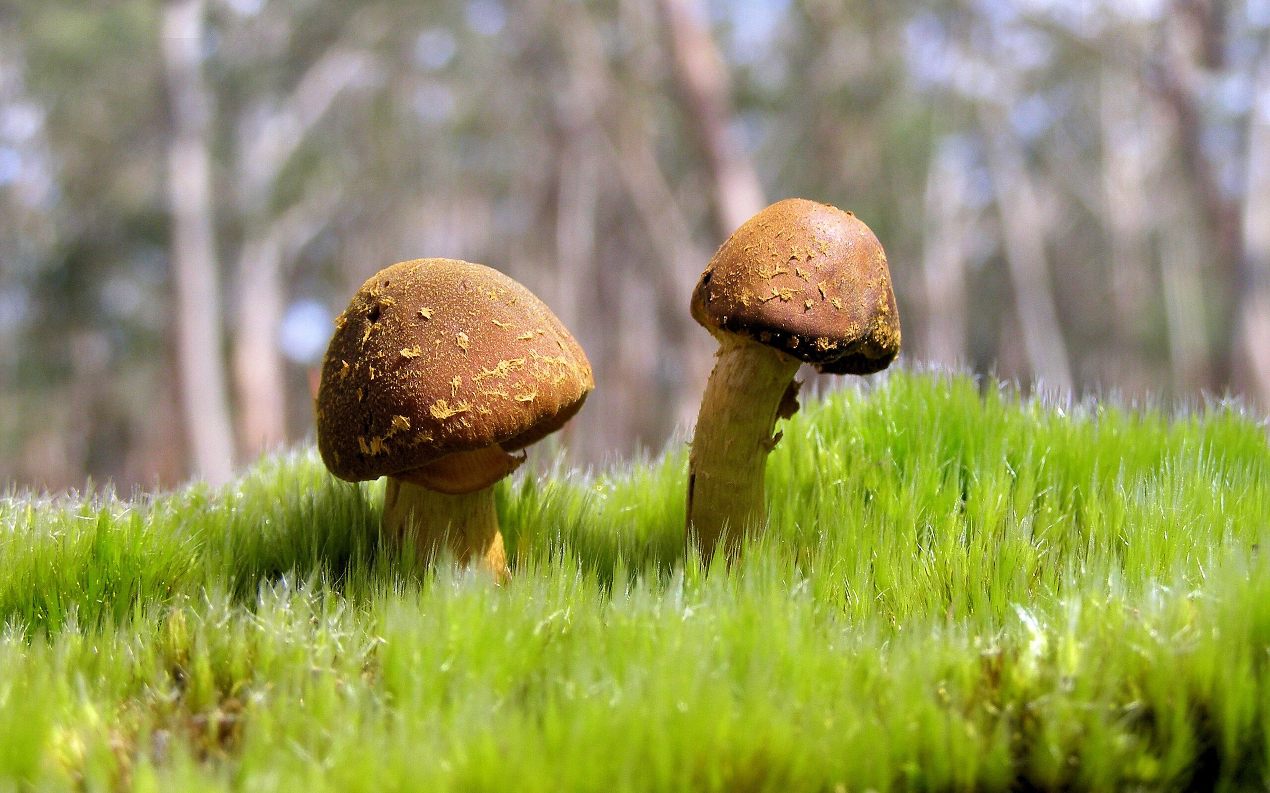 Aster选手国际舞台表现出色,astro演出视频