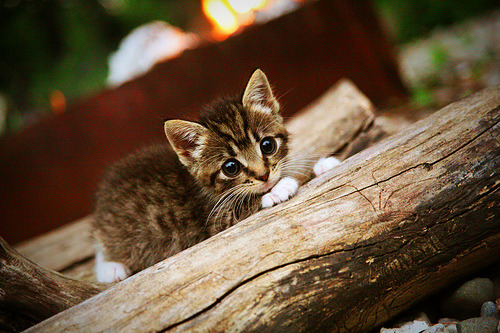 尤文图斯完胜AC米兰,弗拉霍维奇双响立大功,尤文图斯vs佛罗伦萨