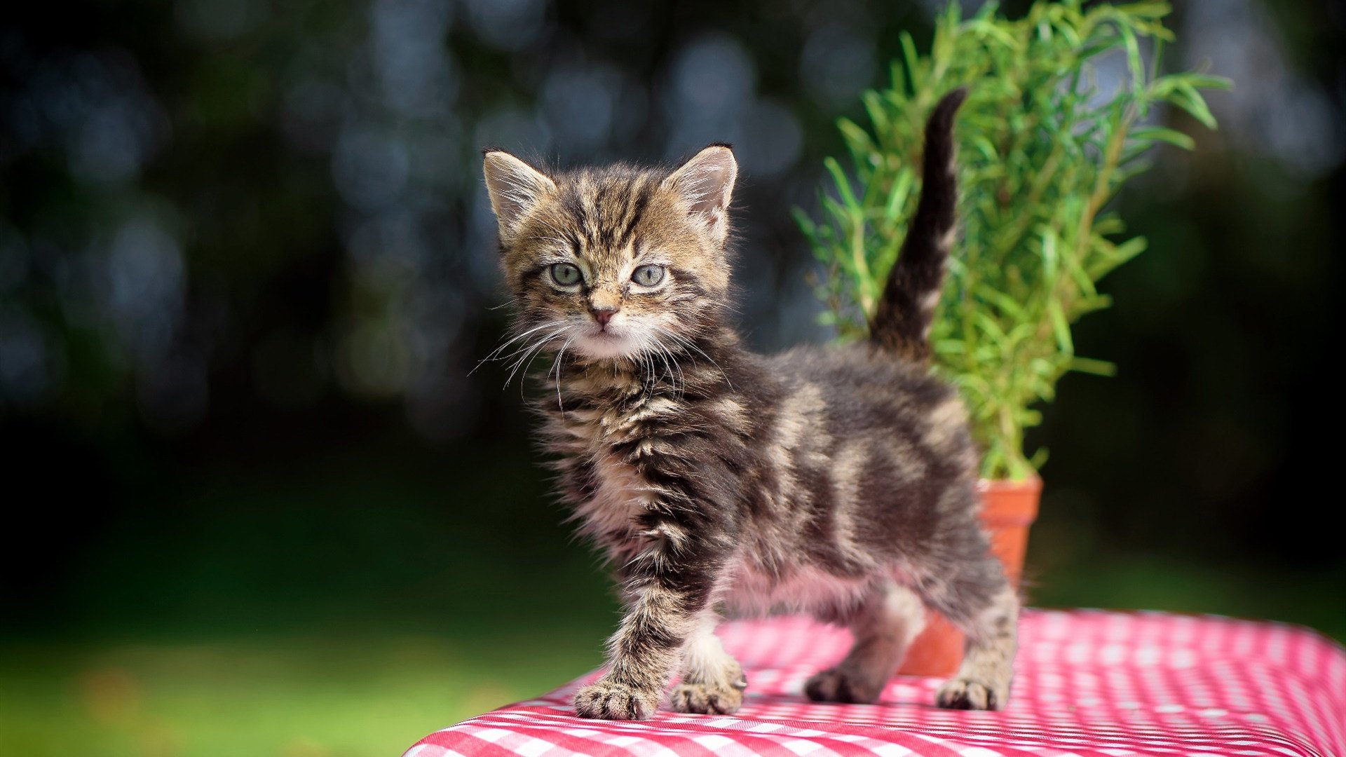 Kaiyun APP-巴西队全力以赴，迈向火焰之路，巴西队经典比赛