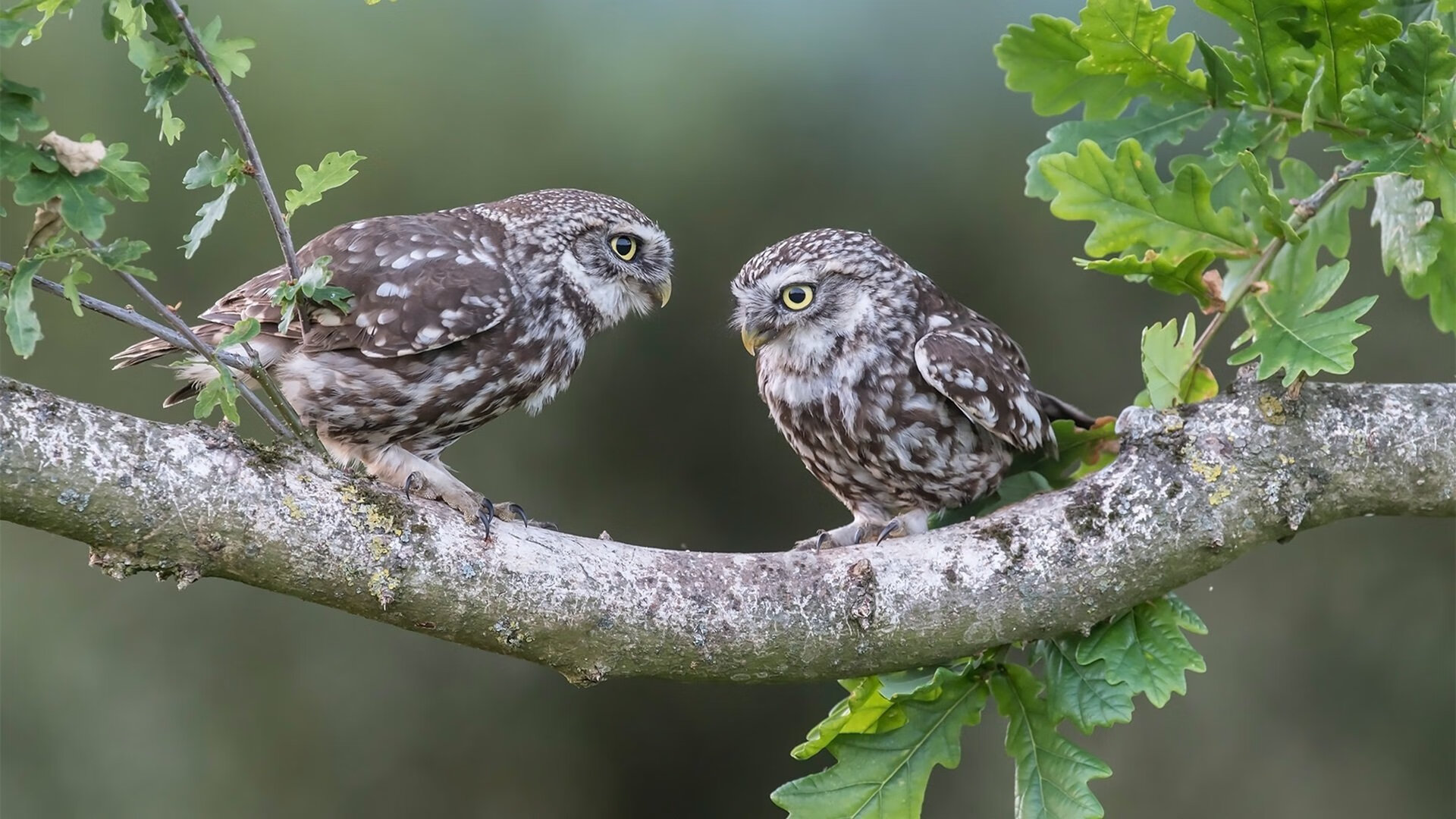 Kaiyun(中国)开云-快船三连胜乔治状态持续高光，快船送出乔治