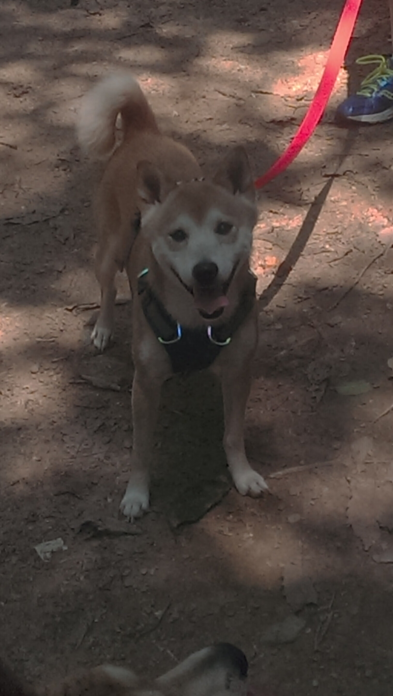 德甲激烈追赶:一线豪门积分差距不大,德甲豪门排名