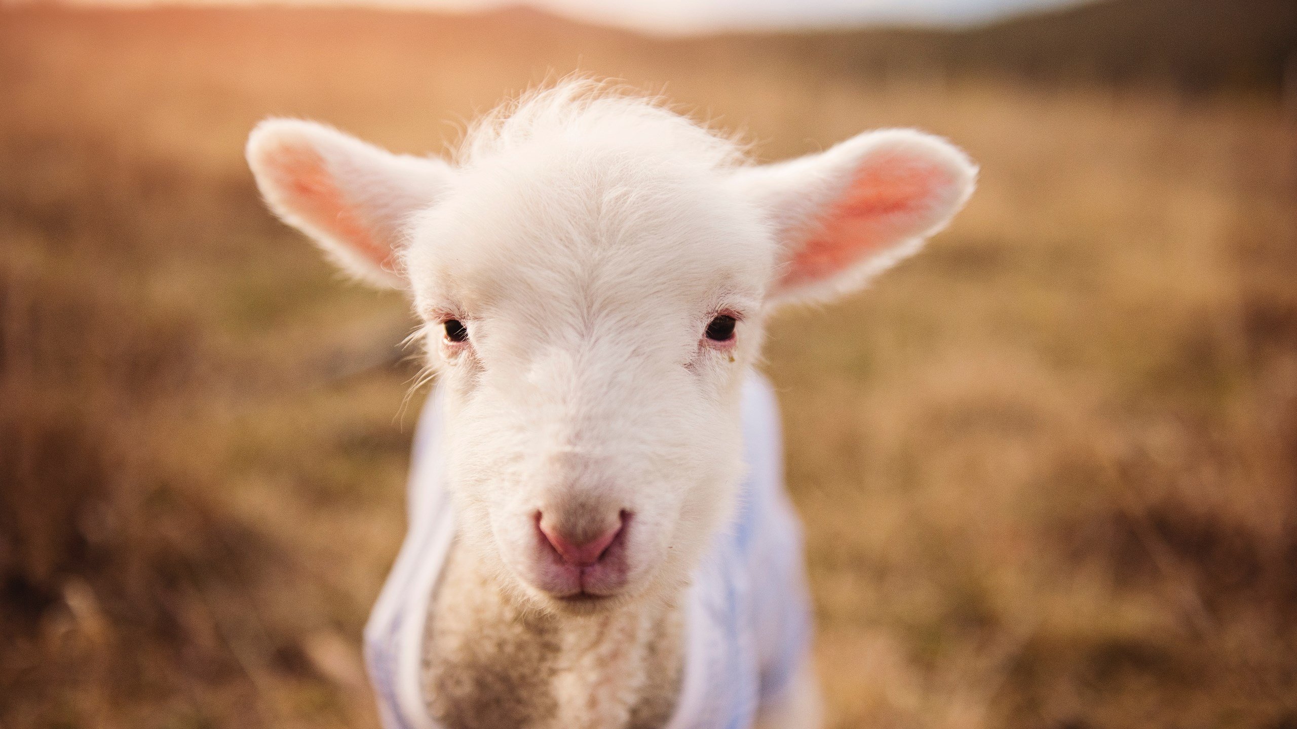 篮球专项动作捕捉技术创新应用,篮球动作技术分析