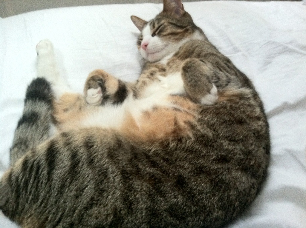 “成都滑轮赛场:谁将成为滑轮运动的新王者?”