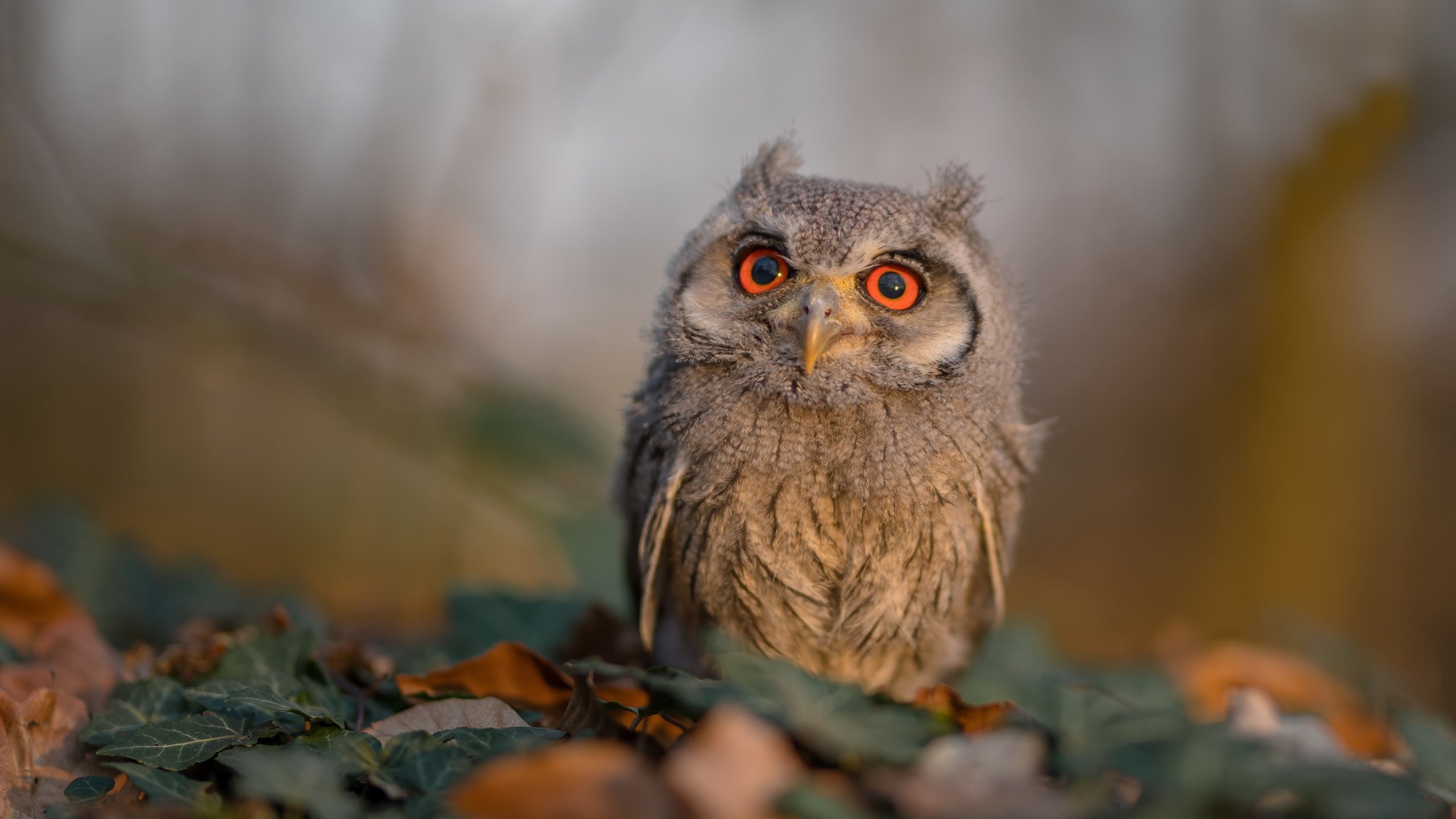 KAIYUN 中国大陆-中国女篮提升转换进攻处理能力，中国女篮进步