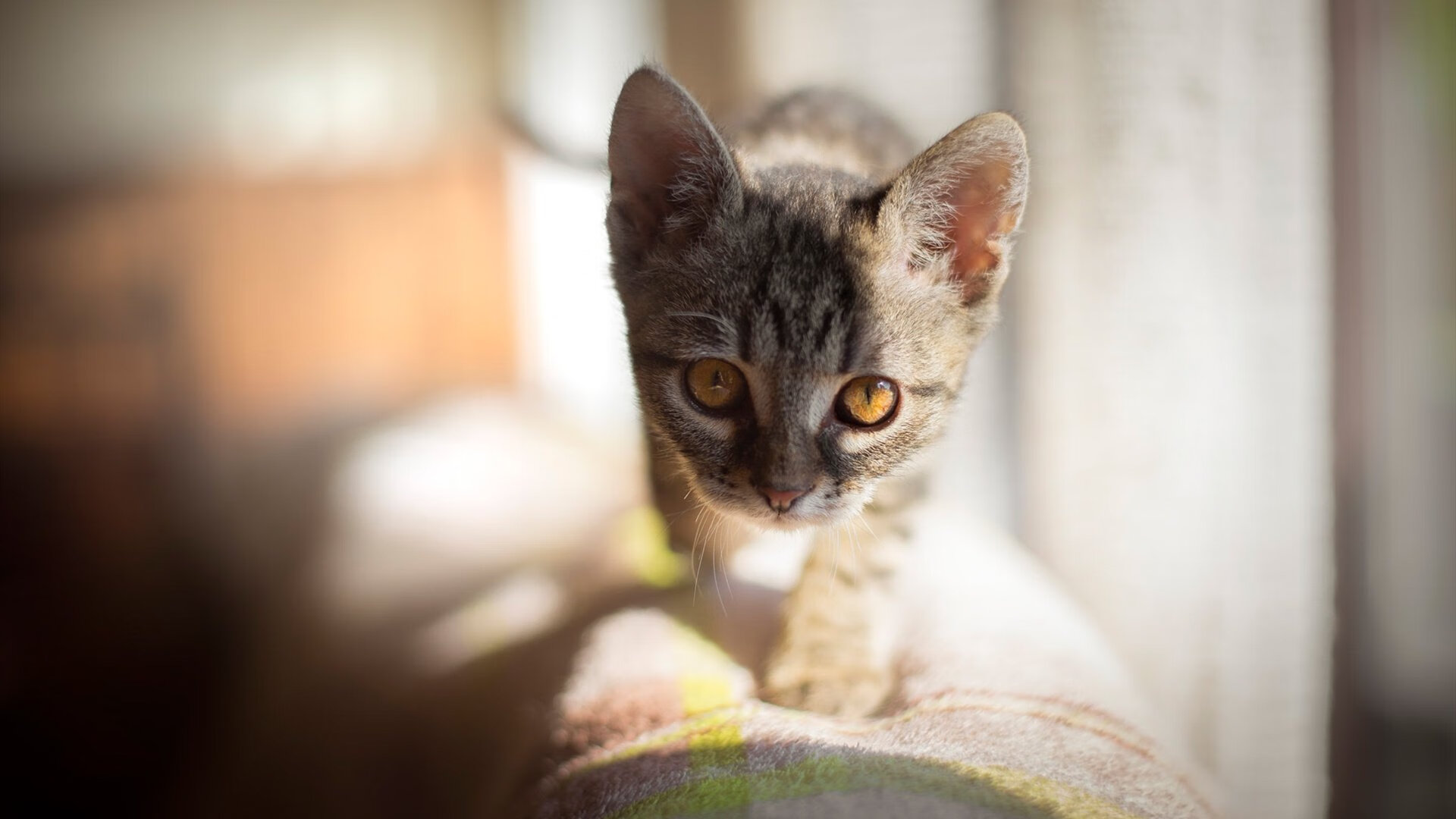 球员们赛后展现职业风范,握手致敬,双方球员握手