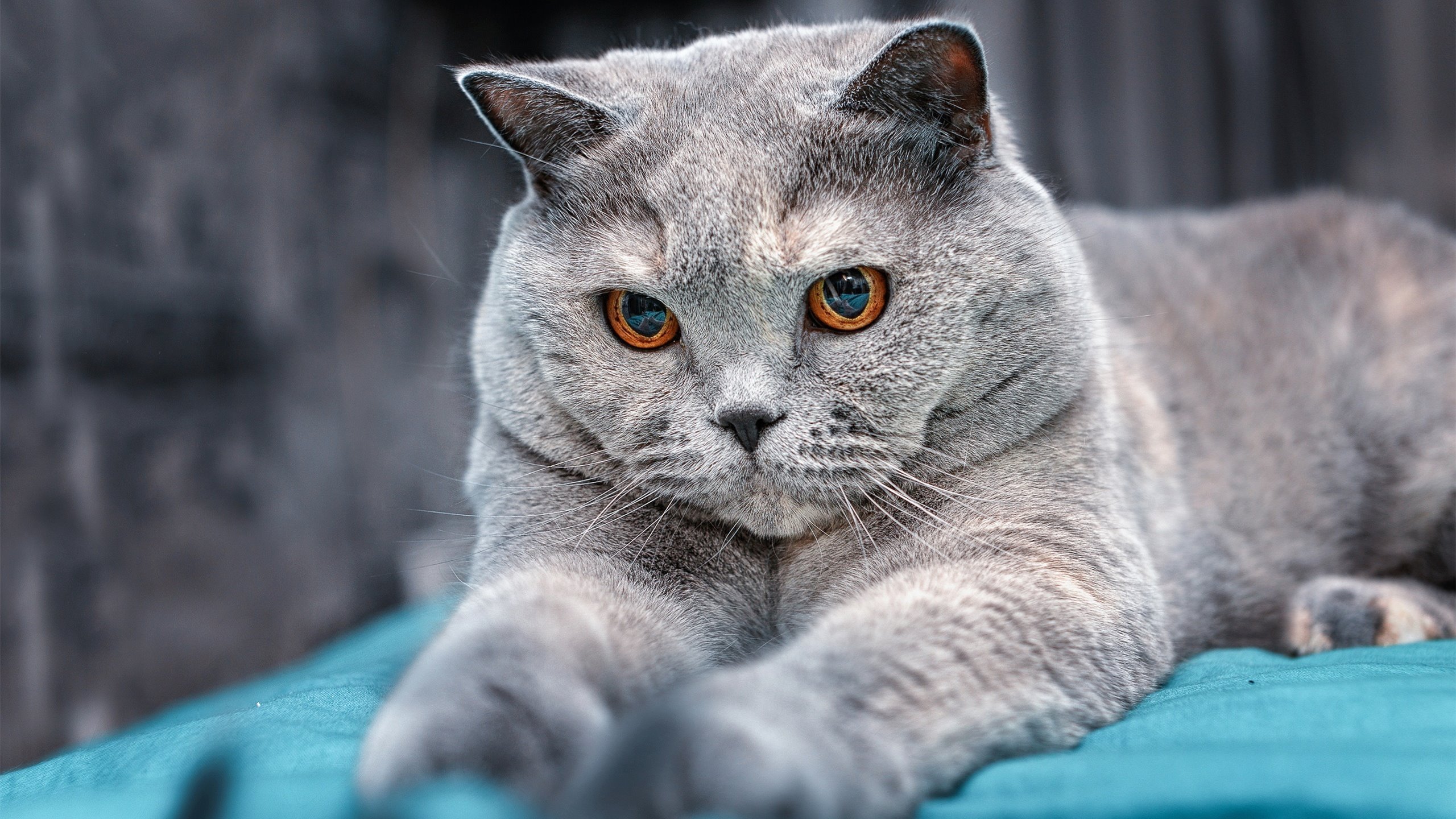 开云网页版登录入口-亚历克斯·格林伍德的全场表现让袋鼠队在橄榄球锦标赛中名列前茅