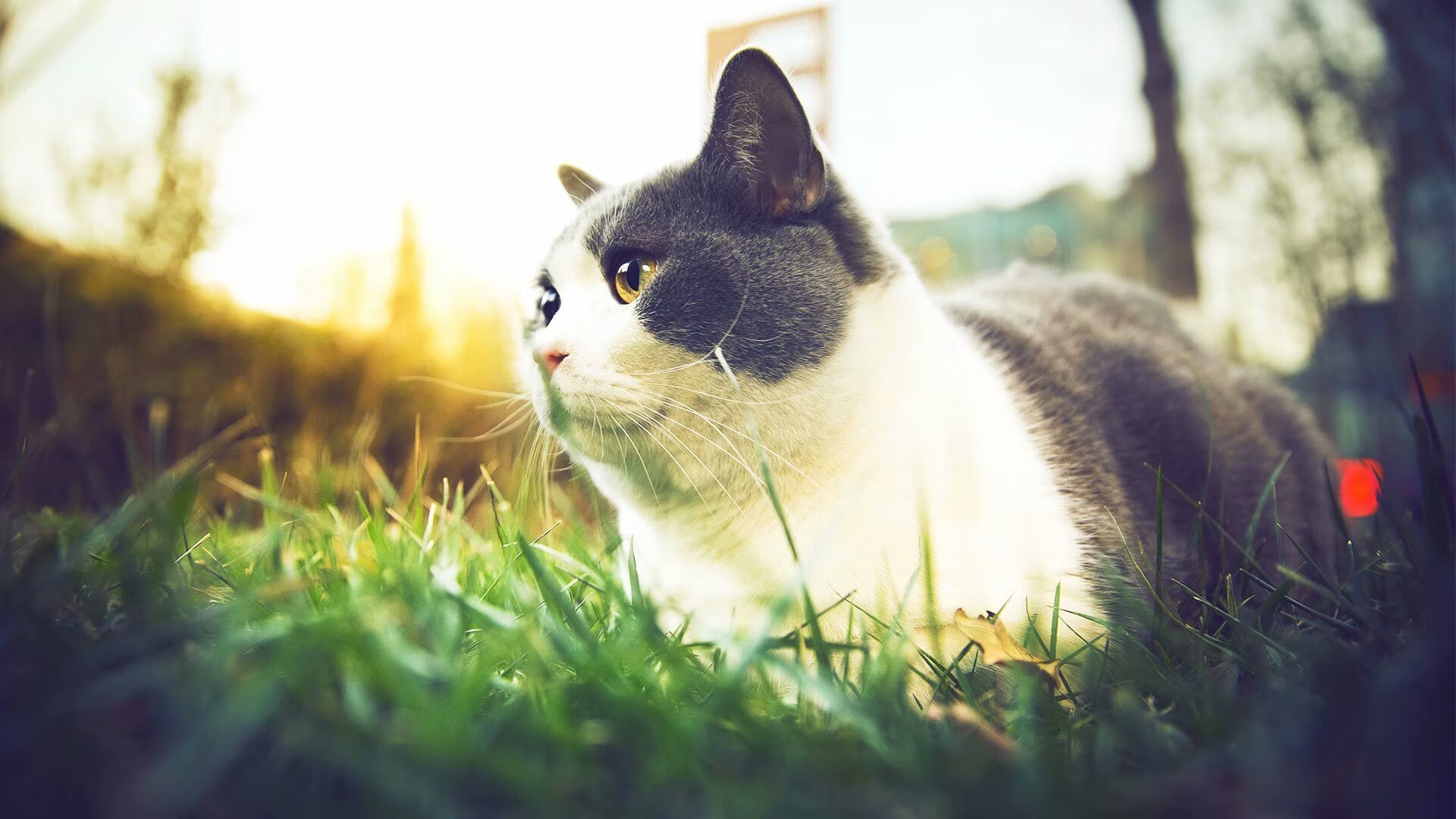 KAIYUNAPP-利物浦欧冠赛场稳扎稳打，追求荣耀