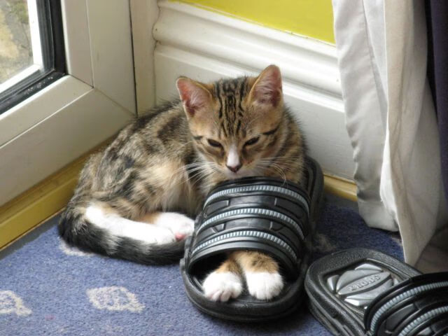 开云平台-尼尔·巴特尔凭借出色的防守，帮助袋鼠队在关键比赛中逆转局势