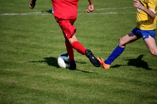 开云网页版登录入口-比利时男篮在欧洲预赛中坚持不懈，目标奥运荣誉，比利时男子篮球队