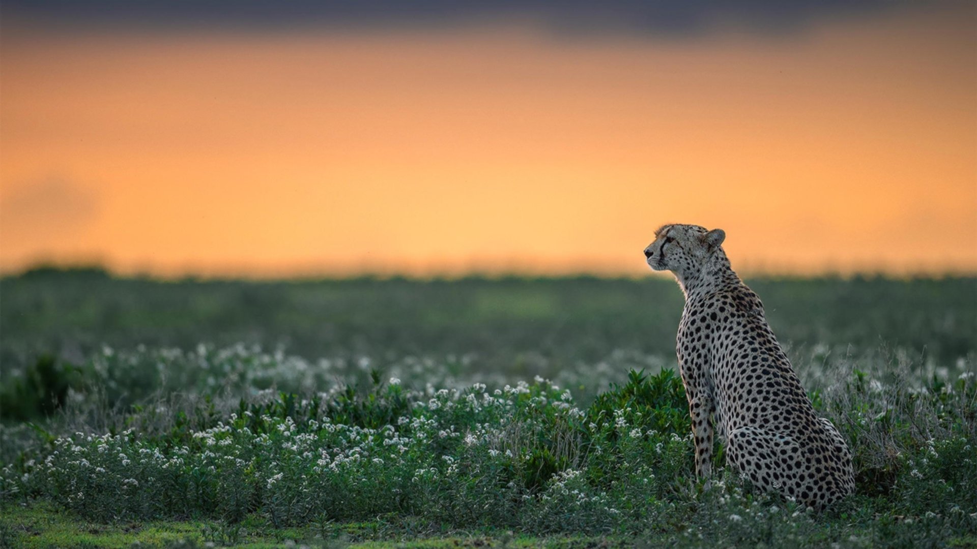 美洲杯明星盛宴:个人技术震撼全场,美洲杯选手