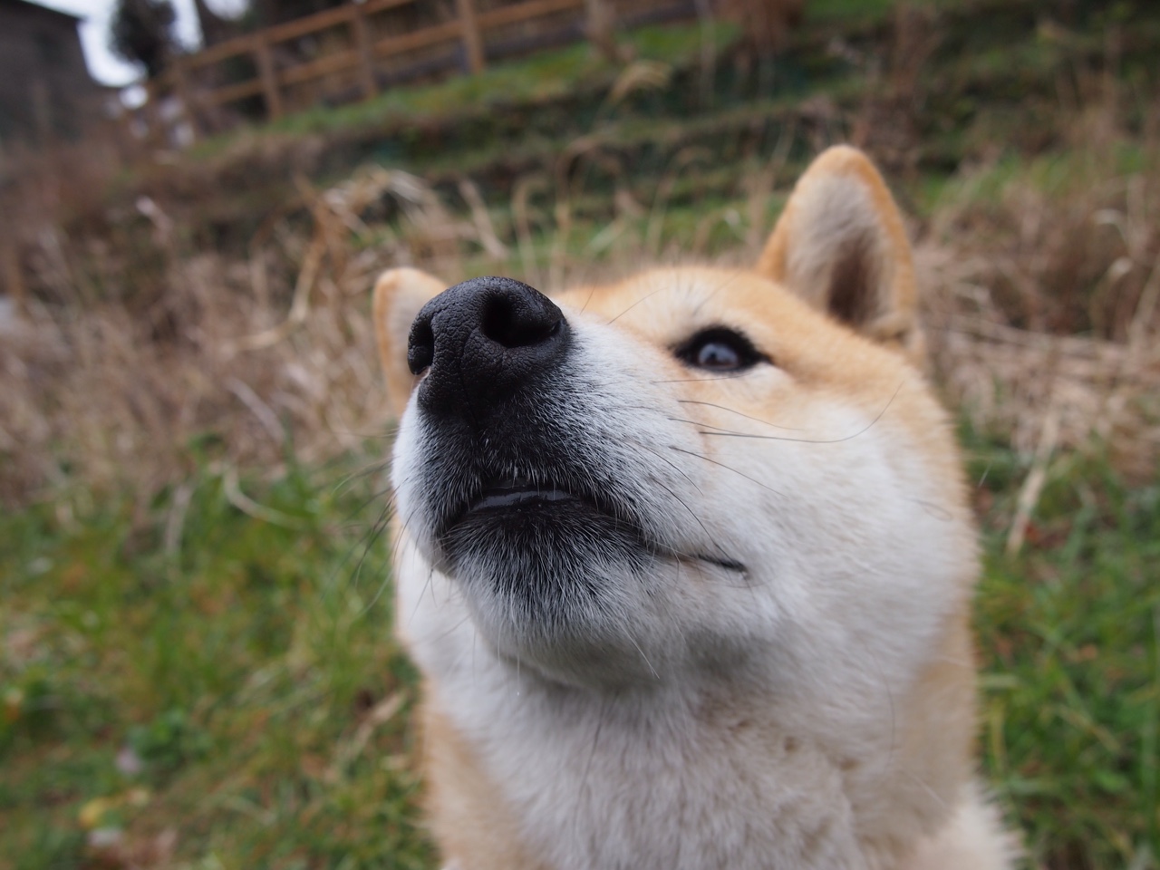 莫伊：全黑队的进攻利器，前锋线上的强力支点，莫伊兹 百科