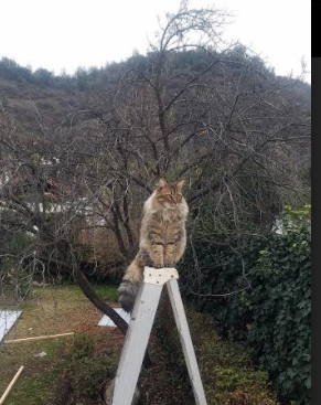 开云·体育官网-足球纪录片聚焦中超黄金时代与崛起城市力量，足球类纪录片