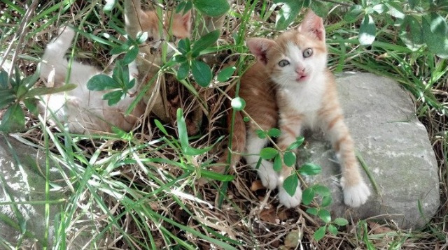 阿森纳青训持续发力,培养未来巨星